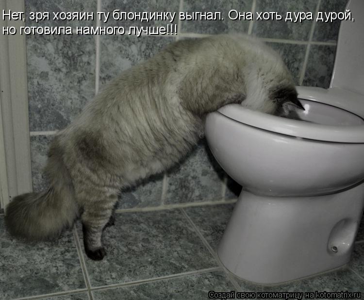 Нет, зря хозяин ту блондинку выгнал. Она хоть дура дурой, но готовила намного лучше!!!... Котоматрица: Нет, зря хозяин ту блондинку выгнал. Она хоть дура дурой, но готовила намного лучше!!!