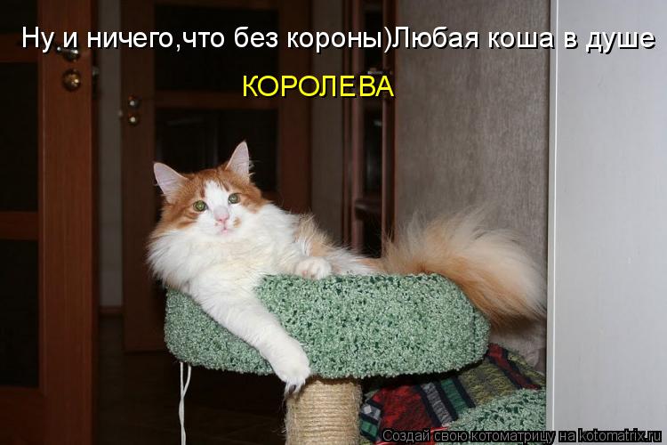 Ну и ничего,что без короны)Любая коша в душе КОРОЛЕВА... Котоматрица: Ну и ничего,что без короны)Любая коша в душе КОРОЛЕВА
