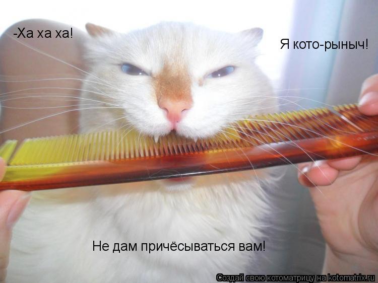 -Ха ха ха! Я кото-рыныч! Не дам причёсываться вам!... Котоматрица: -Ха ха ха! Я кото-рыныч! Не дам причёсываться вам!