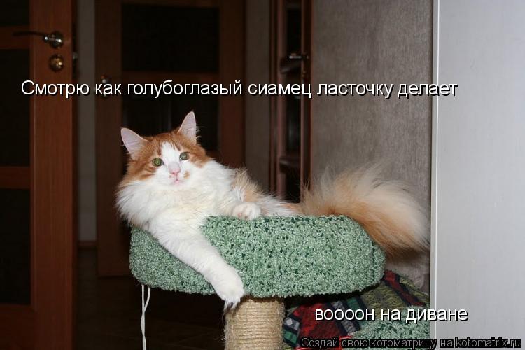 Смотрю как голубоглазый сиамец ласточку делает воооон на диване... Котоматрица: Смотрю как голубоглазый сиамец ласточку делает воооон на диване