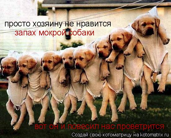 просто хозяину не нравится запах мокрой собаки вот он и повесил нас проветрится... Котоматрица: просто хозяину не нравится запах мокрой собаки вот он и повесил нас проветрится