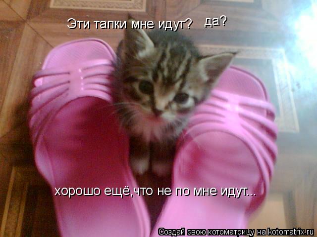 Эти тапки мне идут? да? хорошо ещё,что не по мне идут...... Котоматрица: Эти тапки мне идут? да? хорошо ещё,что не по мне идут...