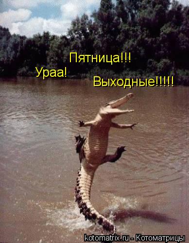 Ураа! Пятница!!! Выходные!!!!!... Котоматрица: Ураа! Пятница!!! Выходные!!!!!