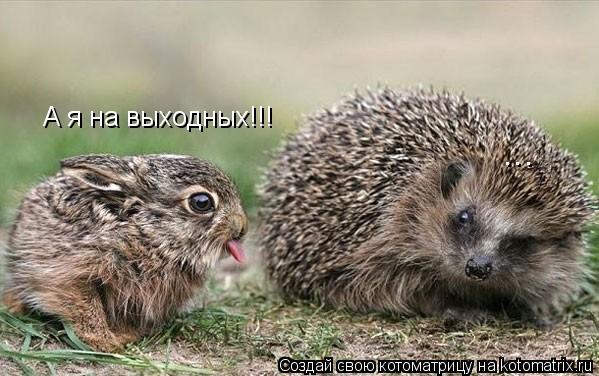 А я на выходных!!! ...... Котоматрица: А я на выходных!!! ...