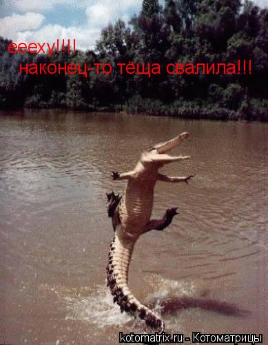 еееху!!!! наконец-то тёща свалила!!!... Котоматрица: еееху!!!! наконец-то тёща свалила!!!