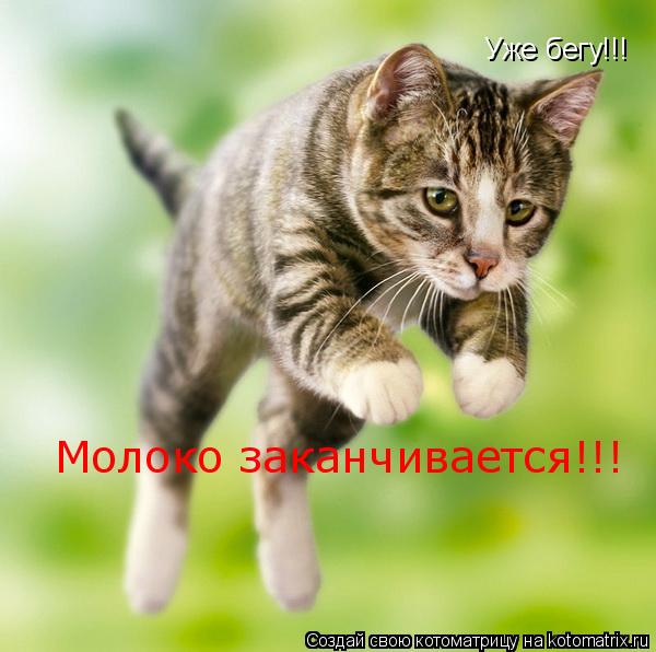 Уже бегу!!! Молоко заканчивается!!!... Котоматрица: Уже бегу!!! Молоко заканчивается!!!
