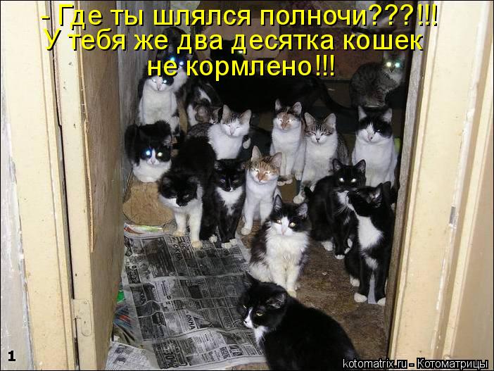 - Где ты шлялся полночи???!!! У тебя же два десятка кошек не кормлено!!!... Котоматрица: - Где ты шлялся полночи???!!! У тебя же два десятка кошек не кормлено!!!