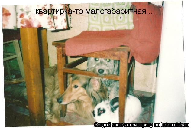 квартирка-то малогабаритная....... Котоматрица: квартирка-то малогабаритная....