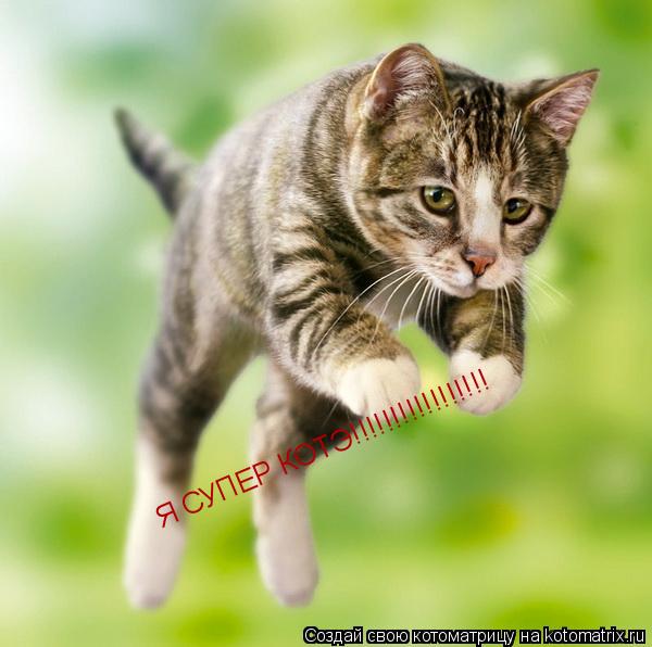 Я СУПЕР КОТЭ!!!!!!!!!!!!!!!!!... Котоматрица: Я СУПЕР КОТЭ!!!!!!!!!!!!!!!!!