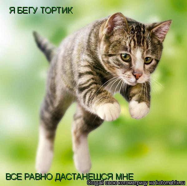 Я БЕГУ ТОРТИК ВСЕ РАВНО ДАСТАНЕШСЯ МНЕ... Котоматрица: Я БЕГУ ТОРТИК ВСЕ РАВНО ДАСТАНЕШСЯ МНЕ