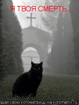 Я ТВОЯ СМЕРТЬ... Котоматрица: Я ТВОЯ СМЕРТЬ