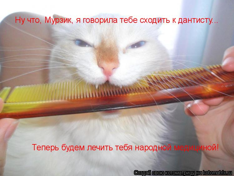 Ну что, Мурзик, я говорила тебе сходить к дантисту... Теперь будем лечить тебя народной медициной!... Котоматрица: Ну что, Мурзик, я говорила тебе сходить к дантисту... Теперь будем лечить тебя народной медициной!