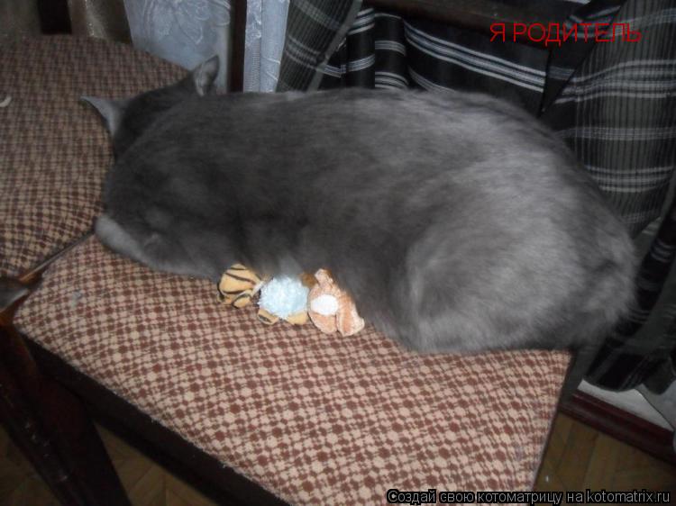 Я РОДИТЕЛЬ... Котоматрица: Я РОДИТЕЛЬ