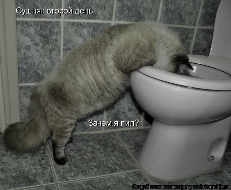 Сушняк второй день Зачем я пил?... Котоматрица: Сушняк второй день Зачем я пил?