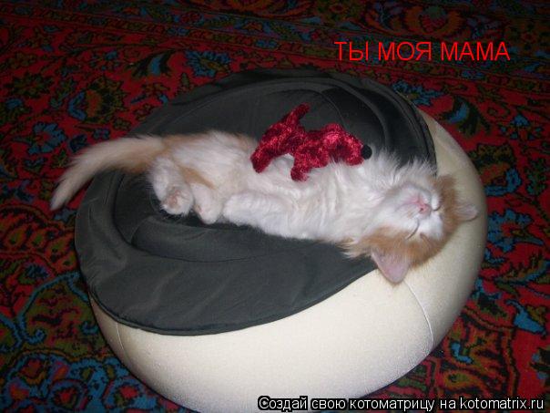 ТЫ МОЯ МАМА... Котоматрица: ТЫ МОЯ МАМА