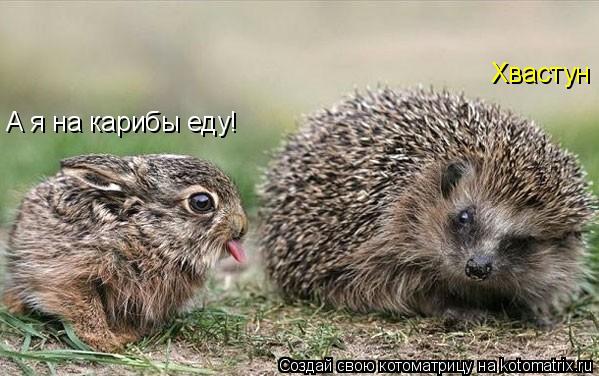 А я на карибы еду! Хвастун... Котоматрица: А я на карибы еду! Хвастун