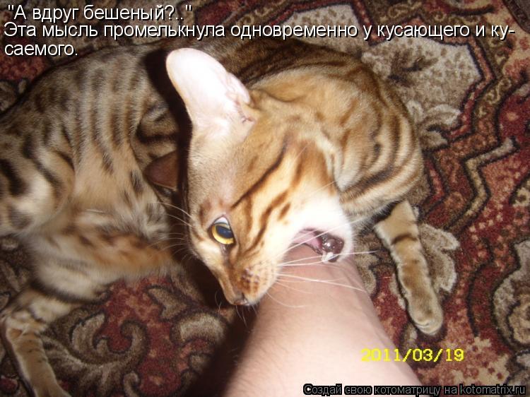 "А вдруг бешеный?.." Эта мысль промелькнула одновременно у кусающего и ку- саемого.... Котоматрица: "А вдруг бешеный?.." Эта мысль промелькнула одновременно у кусающего и ку- саемого.
