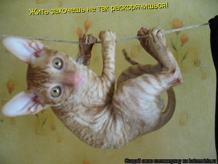Жить захочешь не так раскорячишься!... Котоматрица: Жить захочешь не так раскорячишься!