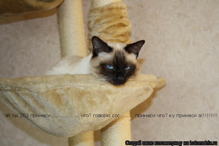 эй ты 203 принеси ................ что? говорю сос........ принеси что? ку принеси а!!!!!!!!!... Котоматрица: эй ты 203 принеси ................ что? говорю сос........ принеси что? ку принеси а!!!!!!!!!