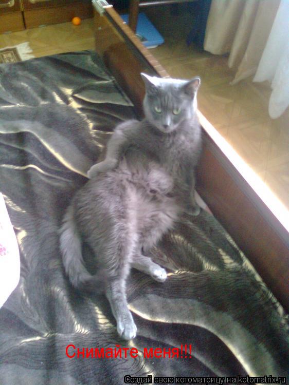 Снимайте меня!!!... Котоматрица: Снимайте меня!!!