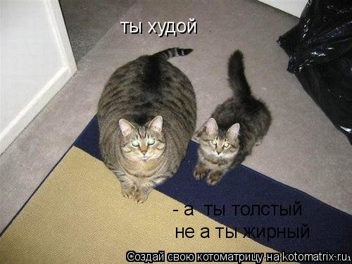 ты худой - а ты толстый не а ты жирный... Котоматрица: ты худой - а ты толстый не а ты жирный
