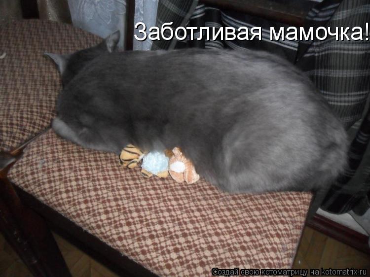 Заботливая мамочка!... Котоматрица: Заботливая мамочка!