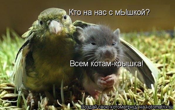 Кто на нас с мЫшкой? Всем котам-крышка!... Котоматрица: Кто на нас с мЫшкой? Всем котам-крышка!