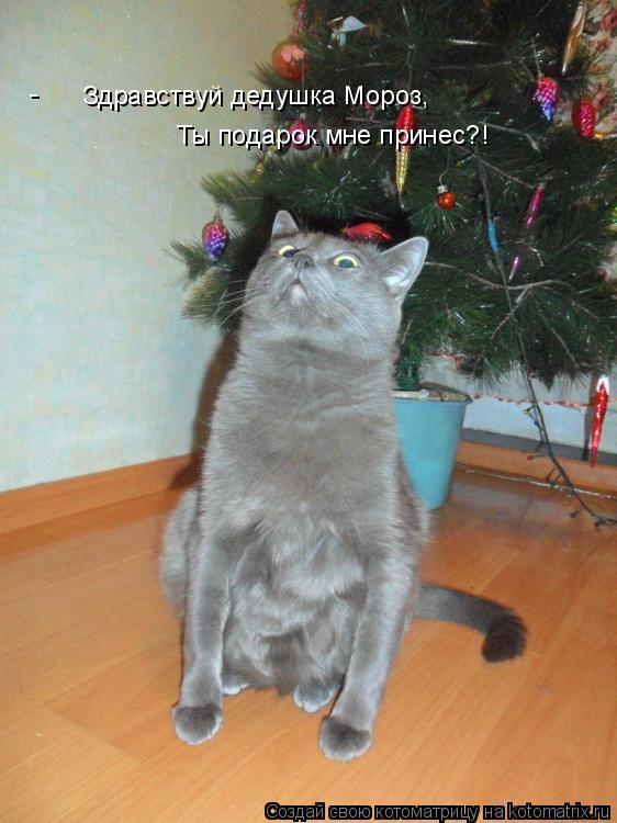 Ты подарок мне принес?! - Здравствуй дедушка Мороз,... Котоматрица: Ты подарок мне принес?! - Здравствуй дедушка Мороз,