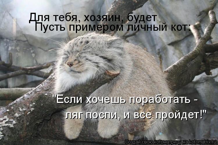 Для тебя, хозяин, будет Пусть примером личный кот: "Если хочешь поработать - ляг поспи, и все прой... Котоматрица: Для тебя, хозяин, будет Пусть примером личный кот: "Если хочешь поработать - ляг поспи, и все пройдет!"