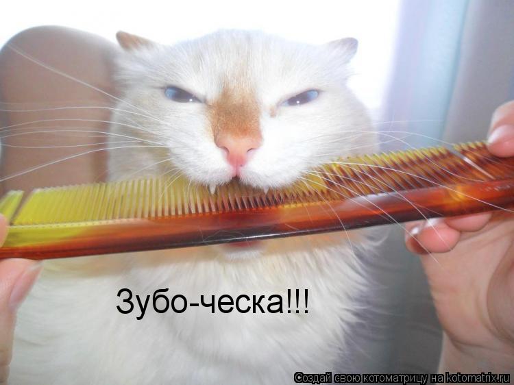 Зубо-ческа!!!... Котоматрица: Зубо-ческа!!!