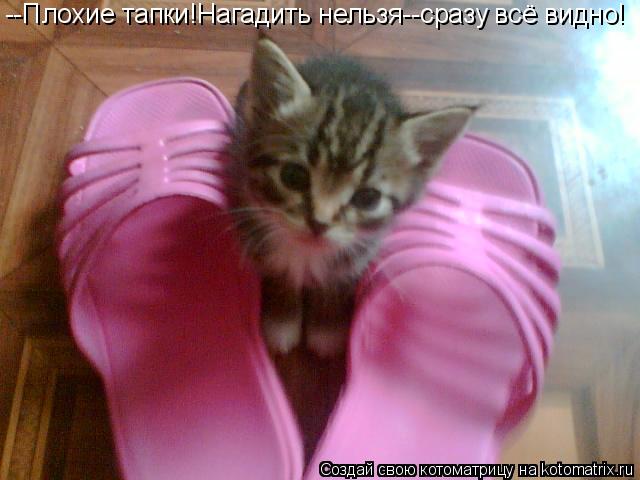 --Плохие тапки!Нагадить нельзя--сразу всё видно!... Котоматрица: --Плохие тапки!Нагадить нельзя--сразу всё видно!