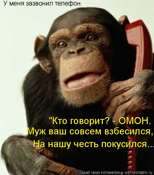 Котоматрица: У меня зазвонил телефон.  Муж ваш совсем взбесился,  "Кто говорит? - ОМОН. На нашу честь покусился...