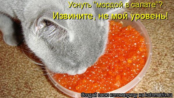 Извините, не мой уровень! Уснуть "мордой в салате"?... Котоматрица: Извините, не мой уровень! Уснуть "мордой в салате"?