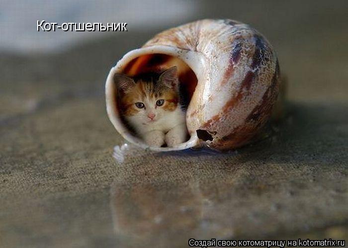 Котоматрица: Кот-отшельник