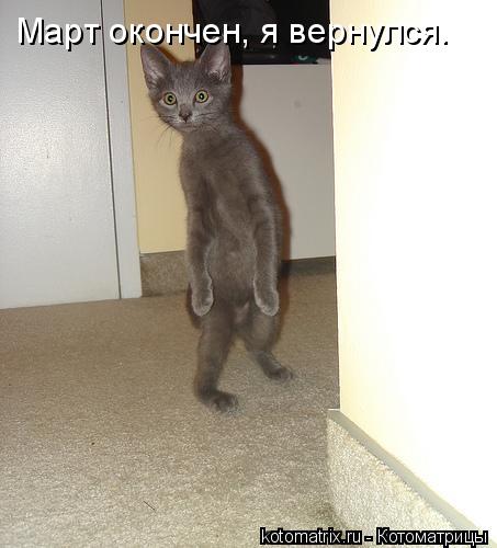 Март окончен, я вернулся.... Котоматрица: Март окончен, я вернулся.