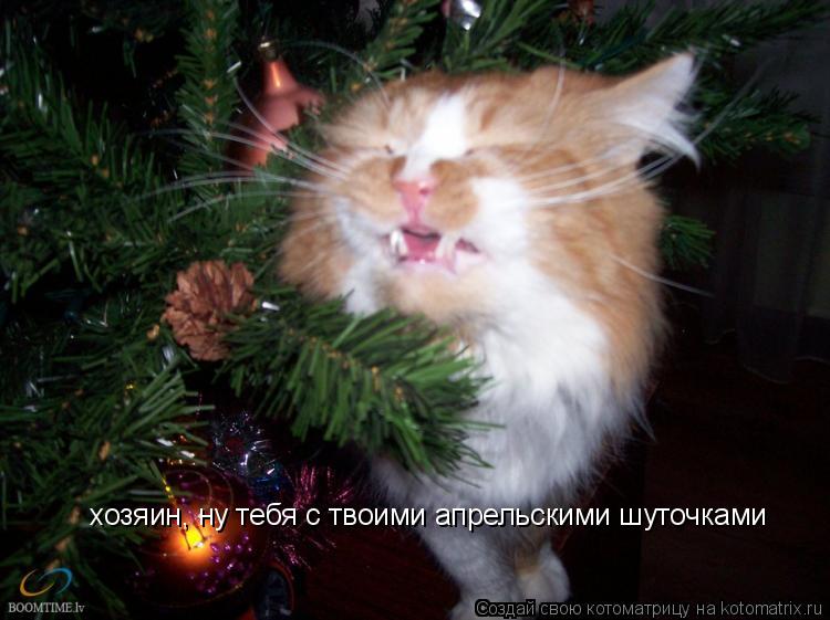 Котоматрица: хозяин, ну тебя с твоими апрельскими шуточками