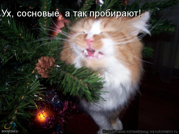 Котоматрица: Ух, сосновые, а так пробирают!