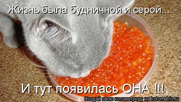 Жизнь была будничной и серой.... И тут появилась ОНА !!!... Котоматрица: Жизнь была будничной и серой.... И тут появилась ОНА !!!
