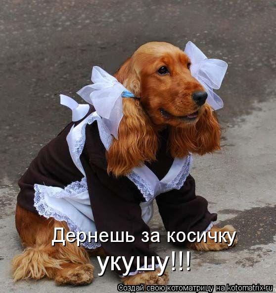 укушу!!! Дернешь за косичку... Котоматрица: укушу!!! Дернешь за косичку
