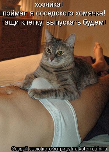 Котоматрица: поймал я соседского хомячка! хозяйка!  тащи клетку, выпускать будем!