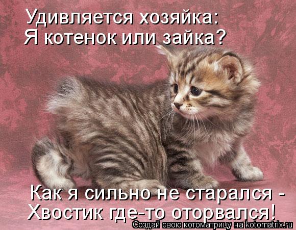 Как я сильно не старался - Хвостик где-то оторвался! Удивляется хозяйка: Я котенок или зайка?... Котоматрица: Как я сильно не старался - Хвостик где-то оторвался! Удивляется хозяйка: Я котенок или зайка?