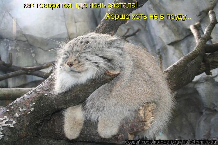 как говорится, где ночь застала! Хоршо хоть не в пруду...... Котоматрица: как говорится, где ночь застала! Хоршо хоть не в пруду...