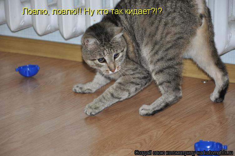 Ловлю, ловлю!! Ну кто так кидает?!?... Котоматрица: Ловлю, ловлю!! Ну кто так кидает?!?