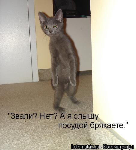 "Звали? Нет? А я слышу посудой брякаете."... Котоматрица: "Звали? Нет? А я слышу посудой брякаете."