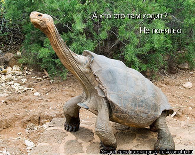А хто это там ходит? А хто это там ходит? Не понятно.... Котоматрица: А хто это там ходит? А хто это там ходит? Не понятно.