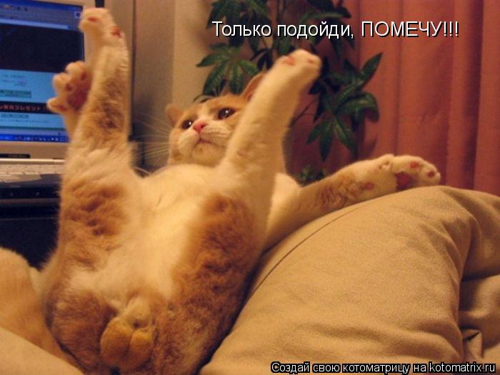 Только подойди, ПОМЕЧУ!!!... Котоматрица: Только подойди, ПОМЕЧУ!!!