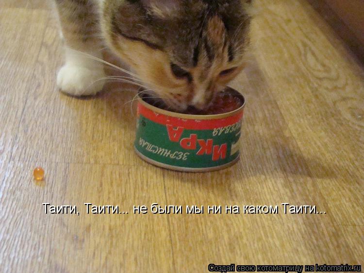 Таити, Таити... не были мы ни на каком Таити...... Котоматрица: Таити, Таити... не были мы ни на каком Таити...