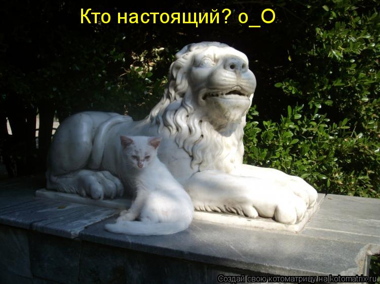 Кто настоящий? о_О... Котоматрица: Кто настоящий? о_О