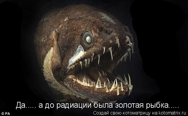 Да..... а до радиации была золотая рыбка........ Котоматрица: Да..... а до радиации была золотая рыбка.....