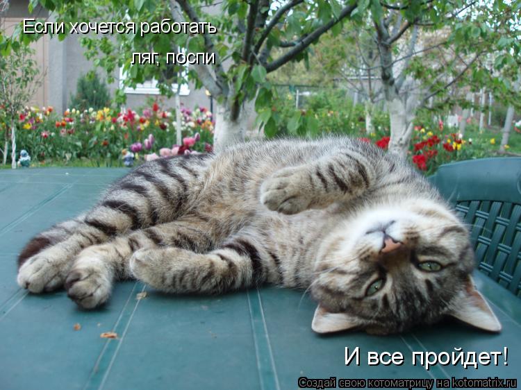 Если хочется работать ляг, поспи И все пройдет!... Котоматрица: Если хочется работать ляг, поспи И все пройдет!
